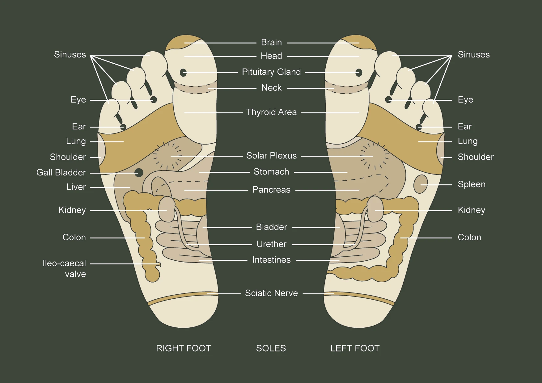 A traditional reflexology chart showing the soles of both feet divided into labelled zones